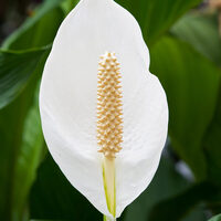 Peace lily