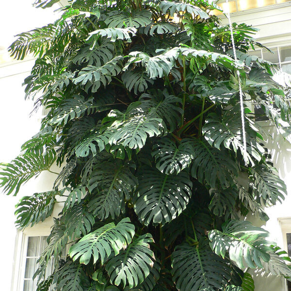 A monstera with large, split leaves.