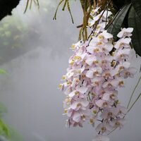 Orchid